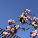 여주-1096 이미지