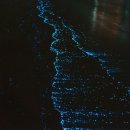 신기해변 이미지