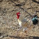 앵두나무우물가에 이미지