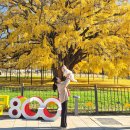 인천대공원 내 | 장수동 은행나무 &amp; 인천대공원 단풍 실시간 현황 후기 (11/14 기준)