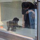 댕묭실 네이버블로그