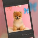 몽몽이-펫피플 미용실 | 포메라니안 미용 종류, 곰돌이컷 스타일 후기🐻분당성남 애견미용