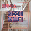 제주애물들다