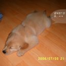 강쥐 이미지