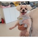 컴투펫 위탁보호센터 인천점 이미지