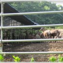 벧엘사슴농장 이미지