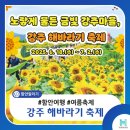 해바라기신발 | 함안 강주 해바라기축제 후기, 여름에 꼭 가봐야 할 인생샷 명소