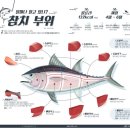 붉은참치