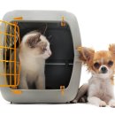 강북 24시 N 동물의료센터 이미지