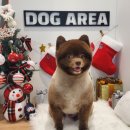 도그아레아 이미지