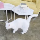 내꼬네일