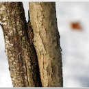 물푸레나무과2(수수꽃다리,개회나무,서양수수꽃다리(라일락),정향나무,꽃개회나무,섬개회나무,금목서) 이미지