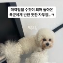 머뭄 애견유치원 이미지