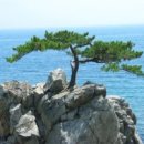 초심이네 이미지