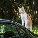 강남대리운전 이미지