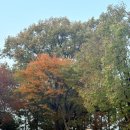 로빈포레스트