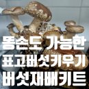 조은농장 | 드림버섯농장 아이랑 표고버섯키우기 버섯재배키트 후기