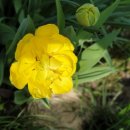 살구나무 한옥민박 이미지