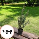 꽃띄움 이미지