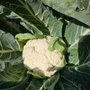 싱싱슈퍼 이미지