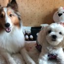 양치기소녀 이미지