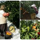 창민농장 이미지