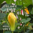 호박꽃과 통지표 이미지