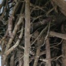 마늘 차조 청양고추 태양초 돼지감자 서리태 팥 쥐눈이콩 머위뿌리 이미지