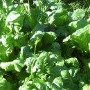 서리내농장 이미지