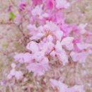 6호점다함께돌봄센터(남촌어울림아이함께자람터) | 달래네 꽃놀이 그림책 수업