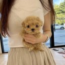 강아지당 | 청라애견샵 강아지 직거래 후기