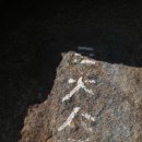 상사의숲 이미지