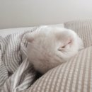 꼬순내 이미지