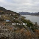 디제이다방 | [양산] 원동 순매원 매화 실시간 상황(2/28) | 축제 전 솔직 후기와 명당 포토존