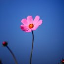 하늘을 품은 사슴 이미지