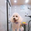 예쁘개&사랑스럽개 이미지