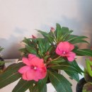 선화양봉 이미지