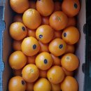 세종씨맘청과