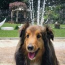 지리산하늘과바람과별과개 이미지