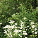 푸른솔농장2 이미지