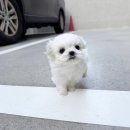 강아지나라 강아지분양 익산점 | 창원강아지분양 사랑스러운입양후기