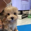 조은동물병원 이미지