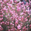 꽃과나무(Flower tree) 이미지