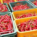 오리골농장 이미지