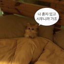 ~ 6월 19일
