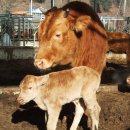 늘푸름 홍천한우 농장 이미지