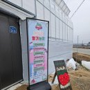 온누리농장 | 논산 온누리 딸기농장에서 딸기따기 체험했어요