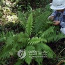 용암목장 연합뉴스
