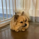 바미애견유치원 이미지