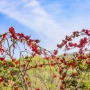 과수원길 이미지